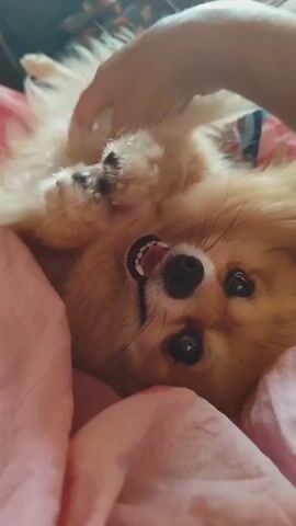 A pomeranian dog lies on its back on a pink surface. The dog's mouth is open and its tongue is visible. A human hand is visible in the upper right corner of the frame, petting the dog's head. The background is out of focus and appears to be a bed.