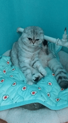 Scottish Fold cat spotted on avocado-patterned pad in Kremenchuk
