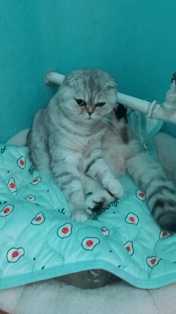 Scottish Fold cat spotted on avocado-patterned pad in Kremenchuk