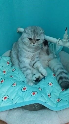 Scottish Fold cat spotted on avocado-patterned pad in Kremenchuk