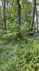 Spring bluebells bloom across Gorleston-on-Sea woodland floor