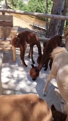 The video shows a group of alpacas interacting around a wooden table. In the foreground, two brown alpacas are bending down to eat, their heads close to the ground. To their right, a light-colored alpaca is standing, looking towards the camera. Further to the right, a portion of another alpaca's back is visible. The animals are in an outdoor enclosure with a wooden fence visible behind them. Trees and a body of water are visible in the background, suggesting a scenic location. The ground appears to be paved with concrete. The video is filmed from a slightly elevated perspective.