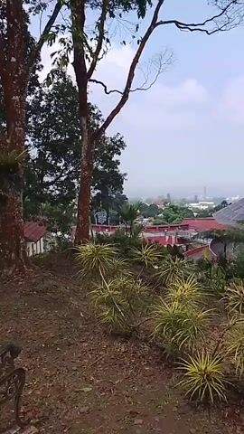 The video pans across a landscape view from a slightly elevated position, showcasing lush vegetation and a distant town. The foreground is dominated by dry brown soil and several types of plants, including ornamental grasses with variegated yellow and green leaves and some taller leafy plants. Behind these, a large tree with a rough, reddish-brown trunk and thin branches stands prominently on the left, while another tree trunk is visible on the right. In the mid-ground, various structures are visible, including buildings with red roofs, a large transparent-roofed structure resembling a greenhouse or pavilion, and a blue structure with a walkway or bridge. A tall fern-like tree with a distinctive fronded crown stands near the center-right. The background reveals a hazy view of rolling hills and a town with scattered buildings stretching into the distance under a cloudy sky. The overall impression is of a natural, possibly park-like setting with some man-made features.