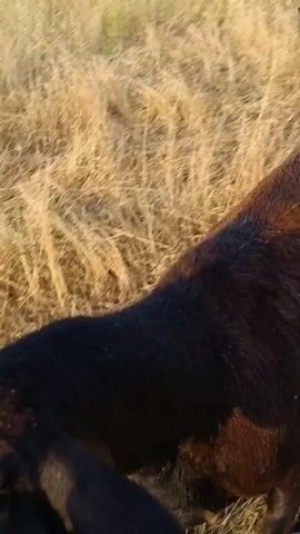 This media file shows a close-up view of a dark-colored goat in a dry, grassy field. The goat's fur appears shaggy, and its ears are visible. The background consists of dry, straw-like grass and some green vegetation, suggesting an outdoor setting likely during a warm or dry season.

A human hand enters the frame and gently pets the goat's head and neck. The interaction appears calm and affectionate, with the hand stroking the animal in a soothing manner. The focus is on the connection between the person and the goat.

The lighting suggests it might be late afternoon or early morning, with a warm, diffused sunlight casting a gentle glow on the scene. The overall atmosphere is peaceful and intimate, highlighting a moment of gentle interaction with an animal. No text is visible in the media file. The location context of Almalyk, Uzbekistan, indicates a rural or semi-rural environment where such interactions with farm animals are common.