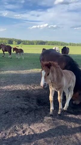 The video shows a group of horses and foals in a large grassy field with scattered trees under a partially cloudy sky. A light brown foal stands in a muddy area near an adult horse. The foal turns around, revealing its white blaze and light-colored legs. Several other horses, including a light tan one, graze in the field and near the muddy area.