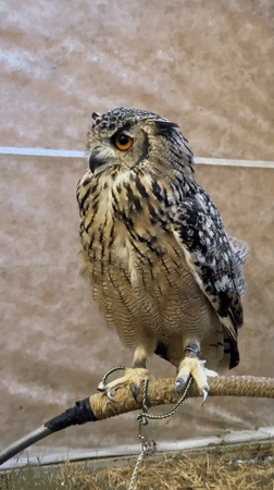 Reptiles and raptors on display at a Burgas exhibit