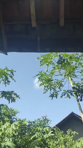 The video is a vertical, slightly shaky, outdoor shot of a bright blue sky with a few wispy white clouds. Through an overhead opening, possibly a window or doorway, a canopy of green leaves from trees and plants is visible at the bottom of the frame. To the right, a tall papaya tree with sparse green leaves stretches upwards towards the sky. A dark-colored roofline of a building is partially visible on the right side, and the edge of a dark overhang, possibly a roof or awning, frames the top of the shot. The sun appears to be shining brightly, casting a natural light on the scene. No people or animals are visible, and no actions are taking place beyond the subtle movement of the leaves in the breeze.