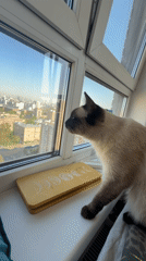 Siamese cat moves from window watching to napping on chair