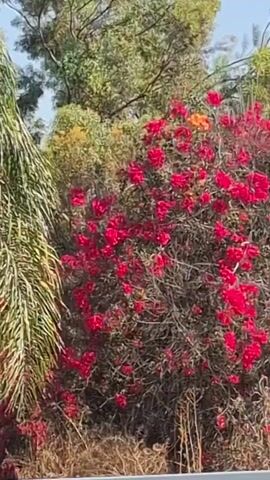 The video begins with a close-up of a bush with vibrant red and orange flowers. The camera then pans to the right, revealing more of the flowering bush and some dry grass. A metal guardrail is visible in the foreground. The scene shifts to show a streetlamp with black and white stripes, followed by a view of trees and distant buildings. A stone monument with an inscription is seen near a palm tree. The video concludes with a shot of a car driving past the flowering bush. The environment appears to be outdoors, possibly along a road, with a clear sky.