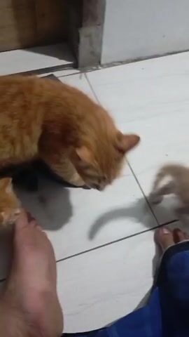 Here is a description of the video:

The video shows an orange cat and kitten. The cat is standing near a person's foot, while the kitten is close by. The cat walks and sniffs the person's leg while the kitten plays around. The setting appears to be indoors, with white tiled floors and a glimpse of a blue cloth in the foreground.  A pack of cigarettes is visible near the kitten.