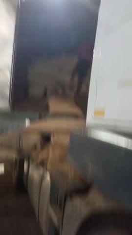 Inside a warehouse, a shipping container is being unloaded by a man in a red shirt. He climbs from the container, which is filled with burlap sacks, onto the bed of a truck. The truck bed is also filled with burlap sacks. Another man is walking away with a sack on his shoulder. The warehouse contains multiple rows of burlap sacks. There are a few overhead lights.