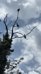 Cormorants spotted on dead tree near Bulgarian mountain lake
