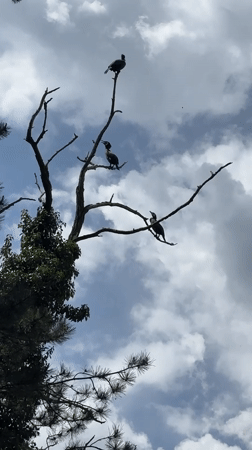 Cormorants spotted on dead tree near Bulgarian mountain lake