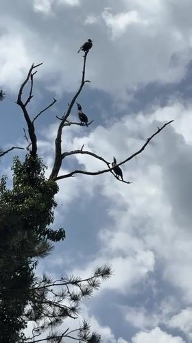 Cormorants spotted on dead tree near Bulgarian mountain lake