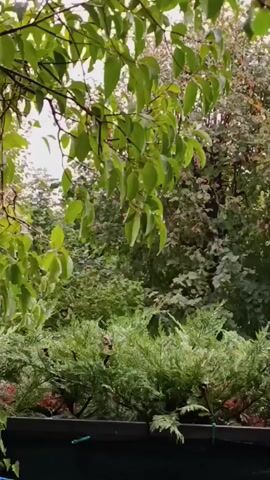 The video shows a close-up of lush green foliage against a backdrop of trees and vegetation. The leaves appear to be wet, suggesting recent rainfall or dew. The lighting is soft and diffused, indicating an overcast sky or early morning/late evening. The overall impression is one of a tranquil, natural environment. There are no people or discernible man-made objects visible.