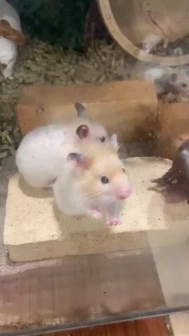 Two small, fluffy hamsters are visible in a glass enclosure filled with wood shavings. The hamster in the foreground, facing the camera, has a light brown and white coat. It is standing on its hind legs, with its front paws outstretched. Behind it, another hamster with a white coat is also standing on its hind legs, looking up and to the right. Both hamsters appear curious and alert. The enclosure also contains what appear to be small bricks, serving as platforms. In the background, out of focus, a hamster wheel and more wood shavings are visible. The lighting is dim, suggesting an indoor environment.