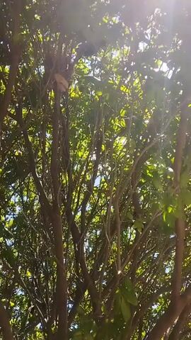 The camera looks up through the branches of a tree, with sunlight dappling through the leaves. The branches are brown and the leaves are green. The sky is visible in between the leaves.