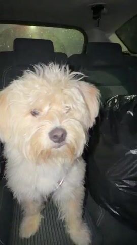 A fluffy, light-colored dog is sitting in the back seat of a car. The dog is wearing a harness with a red stripe. A hand reaches into the frame from the right side. The car appears to be moving, as evidenced by the motion blur. The interior of the car is dimly lit. There is a black trash bag on the right side of the seat behind the dog.