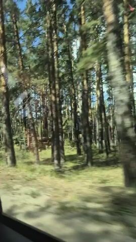A video recorded from a moving vehicle shows a view of a forest on a sunny day. Tall pine trees with green needles line the dirt road. The road is visible in the foreground, with the trees extending into the background. The sky is blue and clear. The video captures the motion of the vehicle as it travels through the forest.