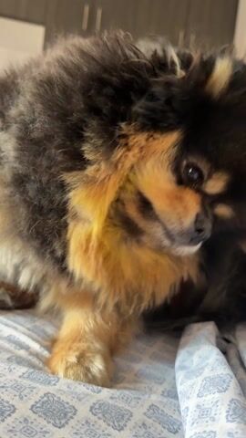 A close-up shot shows a fluffy Pomeranian dog with black and tan fur sitting on a bed with a blue and white patterned sheet. The dog initially scratches itself with its hind leg, then stops and opens its mouth slightly, revealing its tongue. The camera zooms in closer, focusing on the dog's fur.