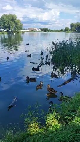 A group of ducks are swimming and resting in a lake surrounded by lush green vegetation. The sky is partially cloudy, with the sun casting reflections on the water. In the background, a few buildings and trees can be seen.
