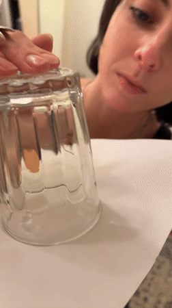 Woman captures spider under glass in New York