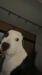 Dogs observed in Buenos Aires living room