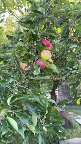 A video taken from a close-up perspective focuses on an apple tree heavy with ripening fruit. The apples, a mix of green and red hues, hang from branches amidst lush green leaves. The tree appears to be in a backyard setting, with glimpses of a stone wall and some scattered debris in the background. The sunlight filters through the leaves, casting a warm glow on the scene. The camera remains relatively still, offering a steady view of the apples and foliage.