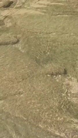 The video shows a shallow, clear stream with a rocky, sandy bottom. Green aquatic plants are visible on the stream bed. The water flows gently, creating ripples on the surface. In the upper portion of the frame, green foliage hangs over the water's edge, suggesting a natural, possibly wooded, environment. The lighting appears to be natural daylight. There are no people or animals clearly visible in the frame.