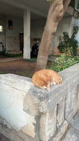 The video shows an orange tabby cat curled up asleep on a concrete wall. The cat's head is tucked down, with its paws near its face. The concrete wall has weathered cracks and some damage. Behind the wall are green recycling bins with numbers on them, as well as buildings and foliage. The sky is overcast. The camera moves to show the cat from different angles. There is a tree, a parked scooter and a building behind the concrete wall as well.