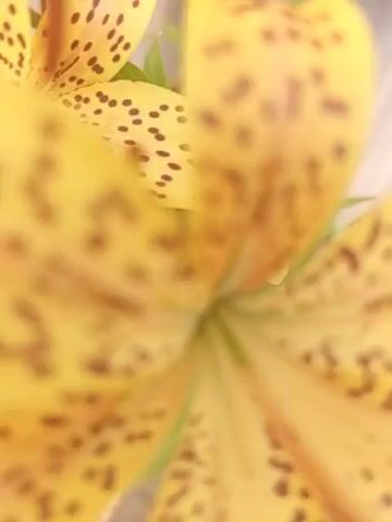 This video shows a close-up of yellow lilies with dark spots, situated in front of a wooden fence. The lilies are in bloom, with several flowers and buds visible. The camera pans and zooms slightly, showing the intricate details of the petals and the stamen of the flowers. The environment appears to be outdoors, with some greenery and soil visible at the base of the plants. The lighting suggests it is daytime.