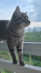 Gray tabby cat's daily routine captured in Perm, Russia