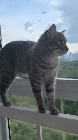 Gray tabby cat's daily routine captured in Perm, Russia