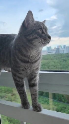 Gray tabby cat's daily routine captured in Perm, Russia