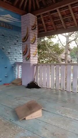 The video shows an interior view of a covered porch or veranda. The floor is made of light blue wooden planks, and the ceiling is tiled with reddish-brown clay tiles, supported by wooden beams. The walls are decorated with murals. On the left, a brick wall is painted blue with white bubble-like circles and a crescent moon with a white fish inside. Text above this mural is partially visible and reads "come to Gubuk Lesehan". A brick pillar painted lavender is decorated with four colorful, elongated shapes resembling bananas or leaves. A broom with a dark brush and a wooden handle leans against this pillar. To the right of the pillar is a white wooden railing. Beyond the railing, trees and some structures are visible, suggesting an outdoor environment. A small, light brown wooden box is placed on the floor in the foreground. In the lower right corner of the frame, a person's shoulder and arm, wearing a blue shirt, are visible. A silver kettle with a black handle is on the floor near the left wall, next to a red object. The lighting suggests it is daytime, possibly late afternoon or early morning, with soft, natural light entering the space.