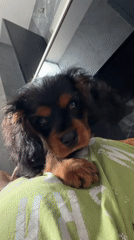 Cavalier King Charles Spaniel puppies photographed at Puebla home