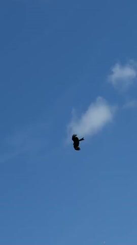The video shows a bird flying against a blue sky with scattered white clouds. In some frames, a silhouette of a building's roof and plants are visible in the foreground, suggesting an outdoor scene. The bird appears to be in flight throughout the video.