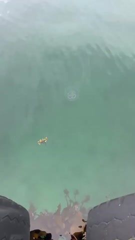 The video shows a translucent jellyfish floating in green water. A small clump of brown seaweed is also visible nearby. The edge of what appears to be a black tire is in the foreground at the bottom of the frame. The water is slightly rippled.
