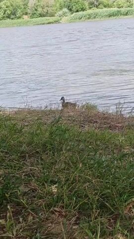 A duck stands on the grassy bank of a body of water. The duck is facing left. The water is calm and reflects the sky. The far bank of the water is lined with trees and some buildings. The foreground is dominated by tall grass.