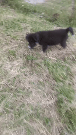 Blue-eyed puppy plays in grass in Amaguaña, Ecuador