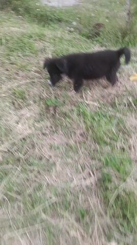 The video shows a small, black puppy in a grassy area. The puppy has a white patch on its nose and tan markings on its paws. It looks up at the camera with wide eyes, one of which appears to be blue. The camera moves around erratically as the puppy approaches, then it moves away. The background is blurry, but it shows grass and some straw or dried grass.