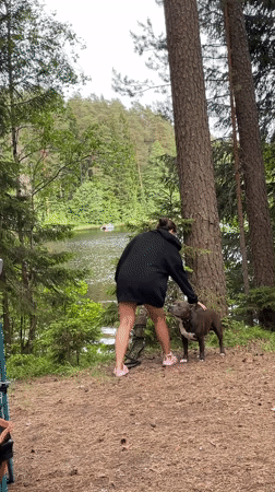 Dog sightings reported in Roshchino forest areas Friday afternoon