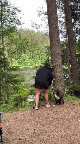 Dog sightings reported in Roshchino forest areas Friday afternoon