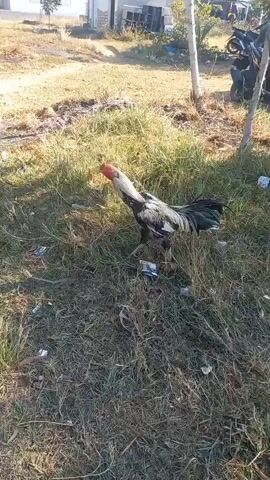 A rooster with black and white feathers and a red comb stands in a grassy area littered with small, colorful objects. The rooster is facing to the left of the frame and appears to be walking. Behind the rooster, a dirt path leads to a few buildings and parked vehicles. The sun is shining brightly, casting shadows on the ground.
