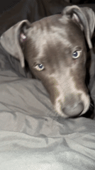 Pit bull relaxes on bed, enjoys apple treat