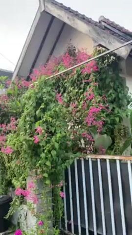 Here is a concise description of the video:

The video shows a house with a front yard. The house has a white exterior, a brown tiled roof, and is covered in flowering vines. The vines are lush and green with vibrant pink flowers. A black trash can and various potted plants are visible near a black and white metal fence that separates the yard from the street. There are power lines overhead, and other houses can be seen in the background. The sky appears overcast, suggesting it's either early morning or late afternoon.