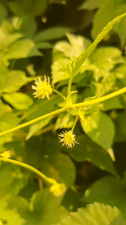 Garden life in rural Kyrgyzstan: flowers, bees, apples, and sheep