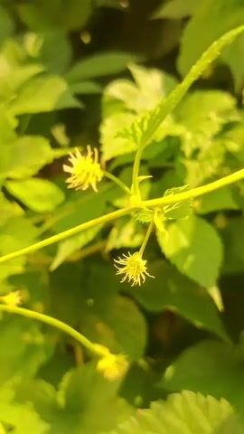 This is a close-up video of small, yellow flowers on a green vine. The flowers have a star-like appearance with delicate petals. The vine is surrounded by lush green leaves, suggesting an outdoor, natural environment. The lighting indicates it might be daytime, possibly late afternoon due to the warm glow. The camera is focused on the flowers and the vine, with the background leaves softly blurred. There are no people or other animals visible in the frame. The video appears to be a static shot with minimal or no movement.