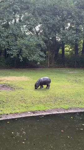 A baby hippopotamus is seen grazing on green grass near a body of water. The hippopotamus is dark gray and appears to be alone in its enclosure. The background consists of trees and foliage.