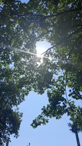 A low-angle shot looks up through the canopy of green leaves of trees towards a bright blue sky. Sunlight streams through a gap in the leaves, creating lens flare.